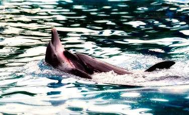 O descoperire inedită scoate la iveală că balenele şi delfinii formează culturi şi societăţi asemeni oamenilor