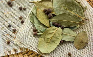 Mit sau adevăr: Sunt frunzele de dafin aromate sau nu?