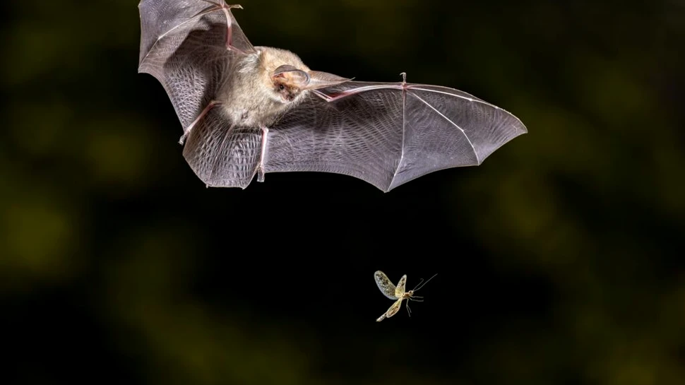 Liliecii pot avea o strălucire verde și nimeni nu știe de ce