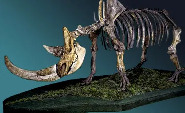 Mumia unui câine din Epoca de Gheață conține rămășițele unuia dintre ultimii rinoceri lânoși