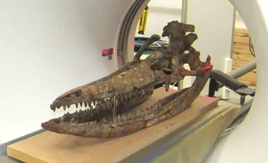 Craniul incredibil al unui ”monstru marin”, prezentat în 3D