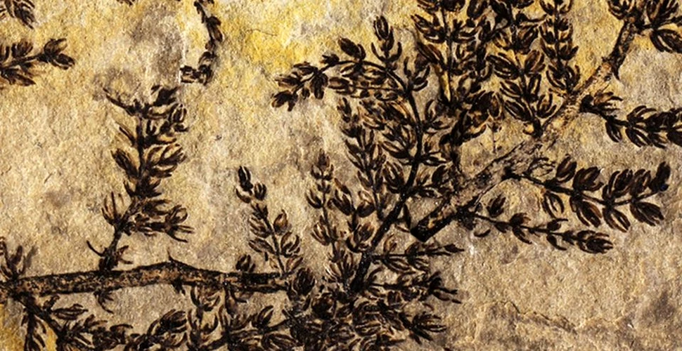 Rămăşiţele fosilizate ale ”primei flori din lume” au fost descoperite. ”Această plantă ne arată cum a început totul”