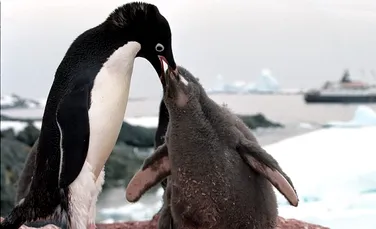 Cum sunt afectate populaţiile de pinguini de schimbările climatice