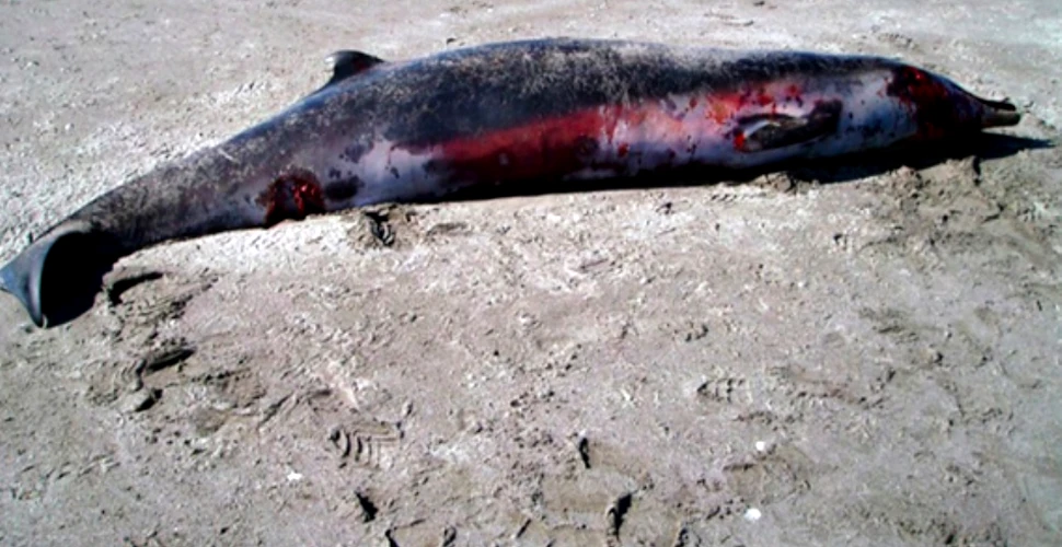 Cel mai rar mamifer marin din lume a fost văzut pentru prima oară „în carne şi oase”