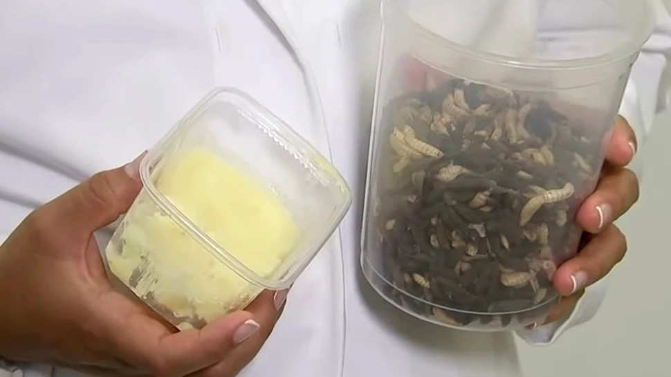 ”Untul” din insecte, un posibil înlocuitor la prăjituri şi biscuiţi