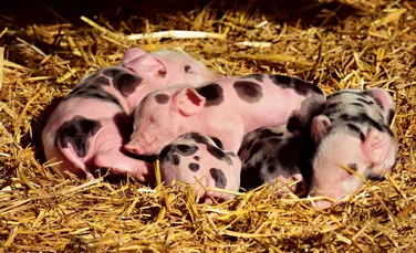 Fermierii chinezi cresc porci din ce în ce mai mari, posibil modificaţi genetic