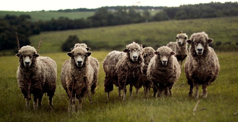 ”Merg ca turma de oi”. În Turcia, 500 de ovine s-au aruncat în gol de pe o stâncă