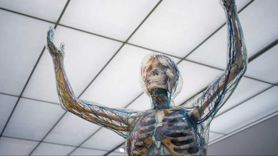 Neuronii sunt programați genetic să aibă vieți lungi