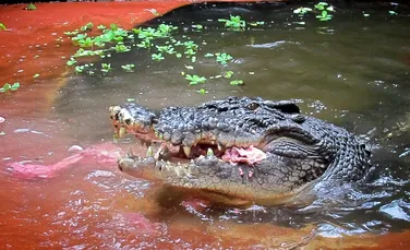 Cel mai mare crocodil aflat în captivitate a împlinit 120 de ani