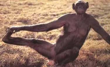Cimpanzeii trăiesc sexul mai intens decât oamenii