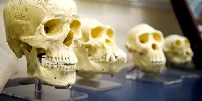 Arborele genealogic uman ar trebui refăcut, argumentează un nou studiu