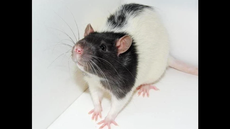 Şi şobolanii râd când sunt gâdilaţi! (VIDEO)