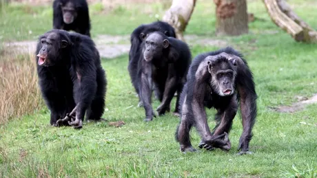 În 2018, cel mai mare grup de cimpanzei sălbatici din lume s-a divizat fără să mai încerce vreodată să se împace