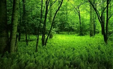 Decizie salutară luată de Albania: se interzice tăierea arborilor timp de zece ani, pentru a proteja pădurile