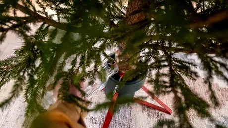 Ce pot face românii cu brazii de Crăciun?