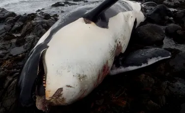 Lulu, o balenă ucigaşă extrem de rară, a fost găsită moartă. În urma analizelor, în corpul ei s-a găsit o cantitate de substanţe toxice de 80 de ori mai mare decât nivelul acceptat