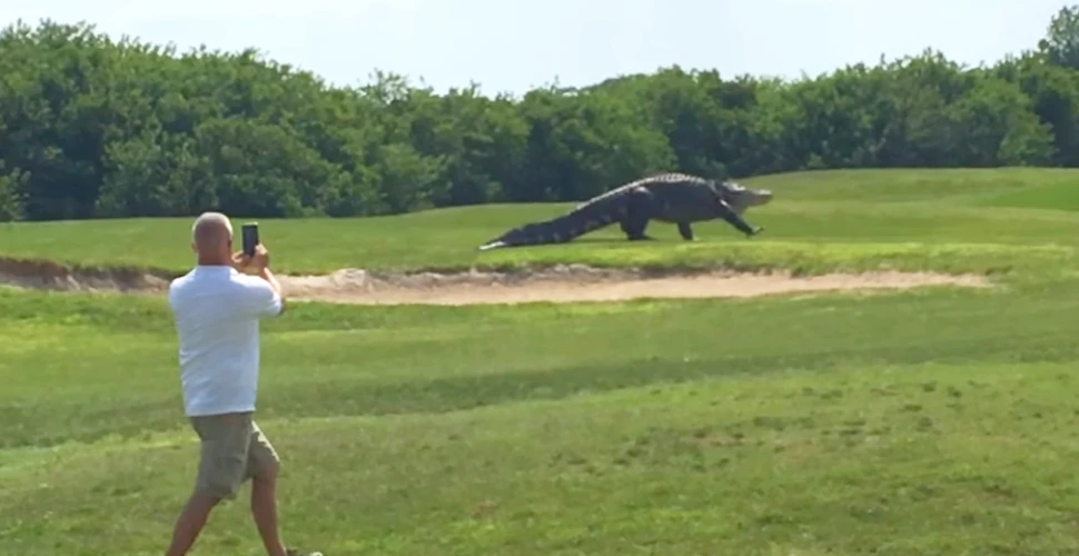 Chubbs, aligatorul de 4,5 metri căruia îi „place” golful. „Nu face rău nimănui” – VIDEO