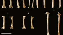 O specie unică în lume a fost descoperită pe insule din Oceanul Pacific