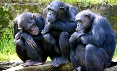 Chiar şi cimpanzeii trec prin criza vârstei mijlocii