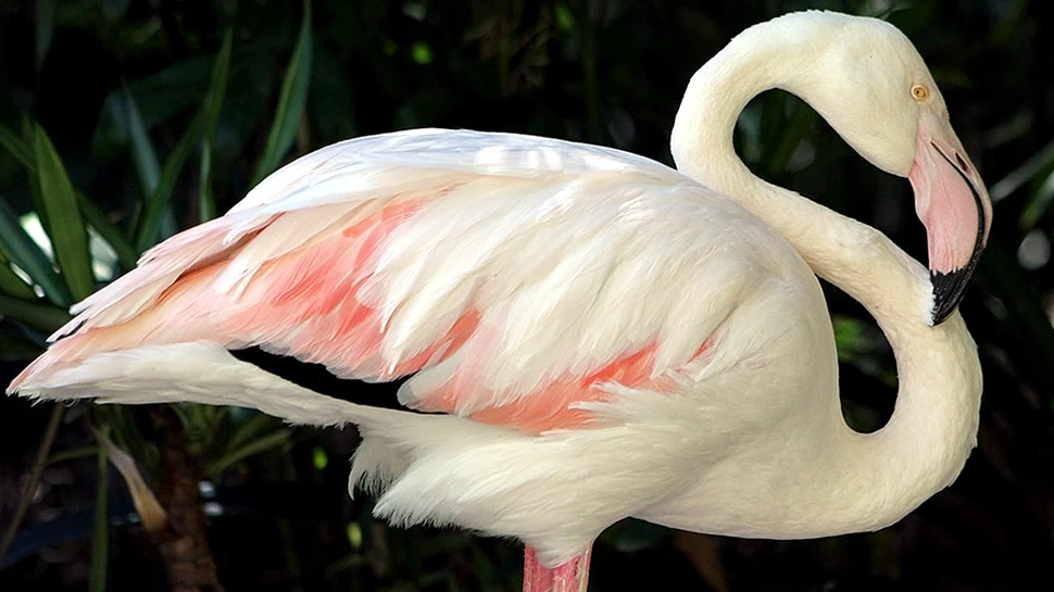 A murit cel mai bătrân flamingo roz din lume! A fost, probabil, cel mai longeviv exemplar din istorie (FOTO)