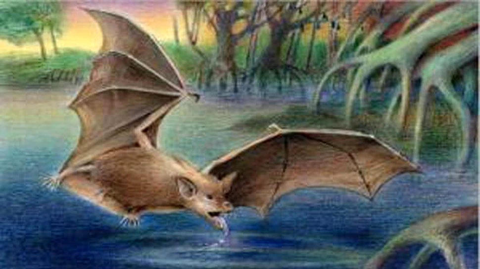 Fosile de liliecii uriasi descoperite in Africa