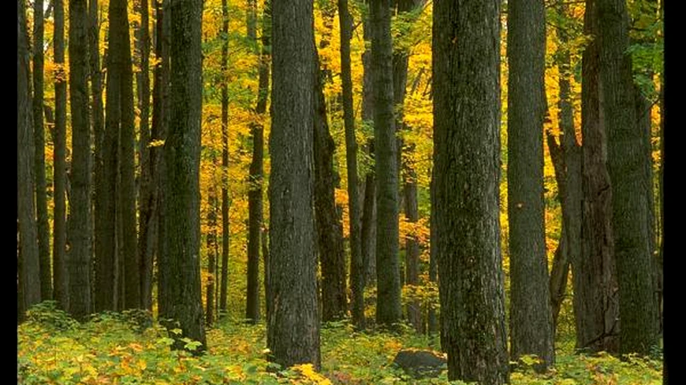 Copacii cu nitrogen-Ultima reduta in fata incalzirii globale