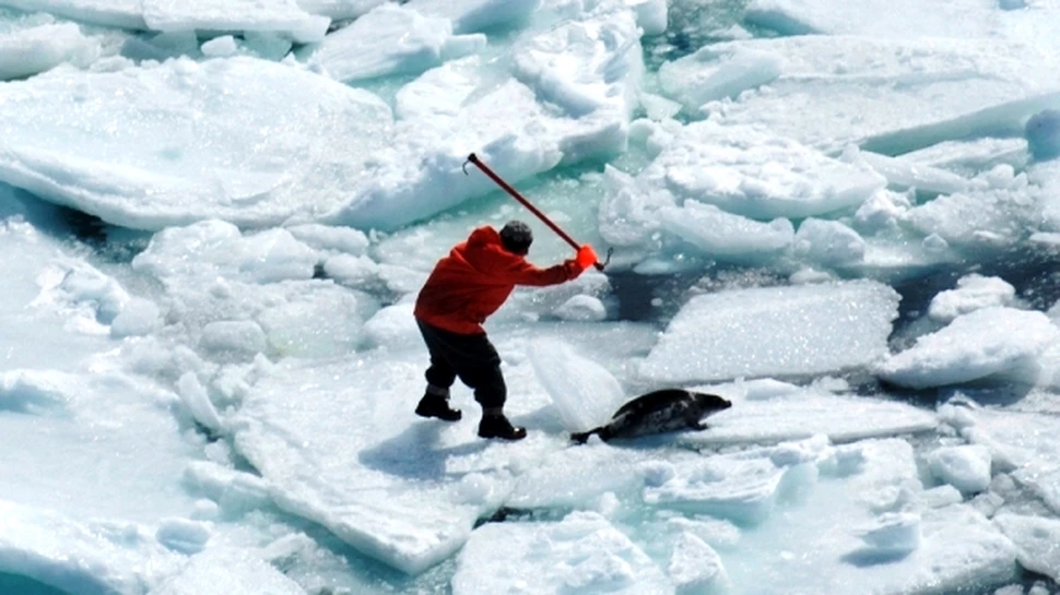 Restaurantul Parlamentului canadian va avea in meniu carne de foca