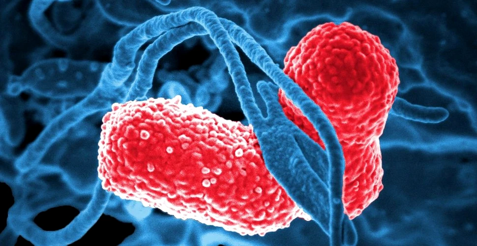 Primul studiu care arată că celulele noastre își provoacă propria moarte pentru a ajuta sistemul imunitar