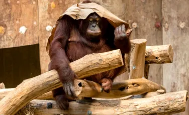 Gorilele și urangutanii, destul de raționali atunci când trebuie să ia decizii