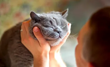 Cum să comunici cu pisica ta doar dintr-o privire? Cercetătorii explică!