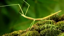 Insectele dispar din cauza agriculturii, arată o nouă cercetare