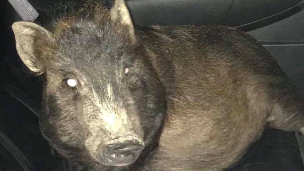 Întâmplare ciudată în SUA: un bărbat a fost urmărit noaptea de un porc. A scăpat doar după ce a sunat la poliţie