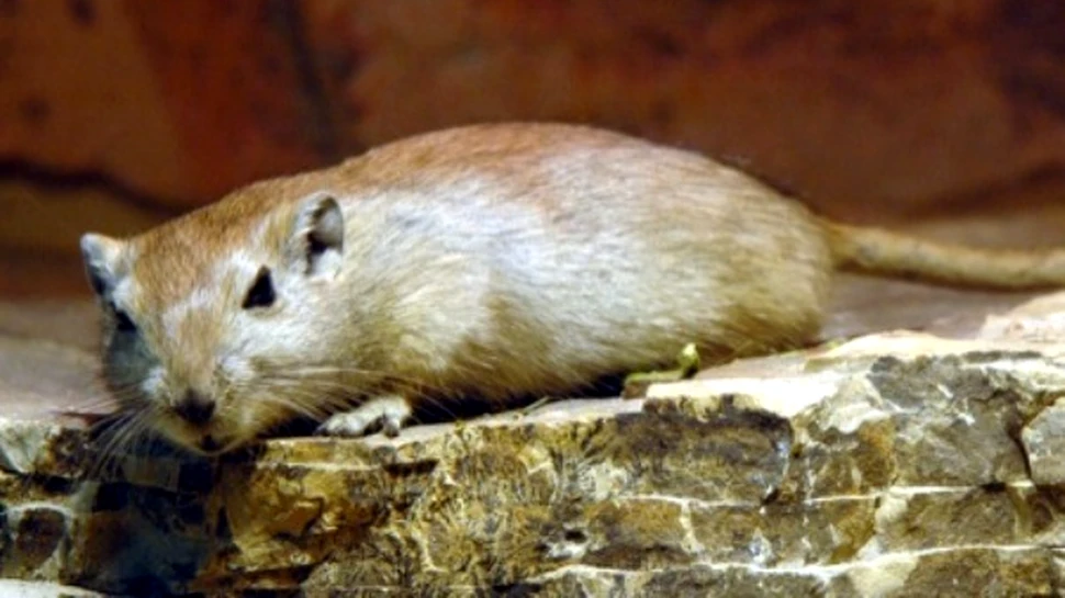 Sobolanii grasi impartasesc depresiile omenesti!