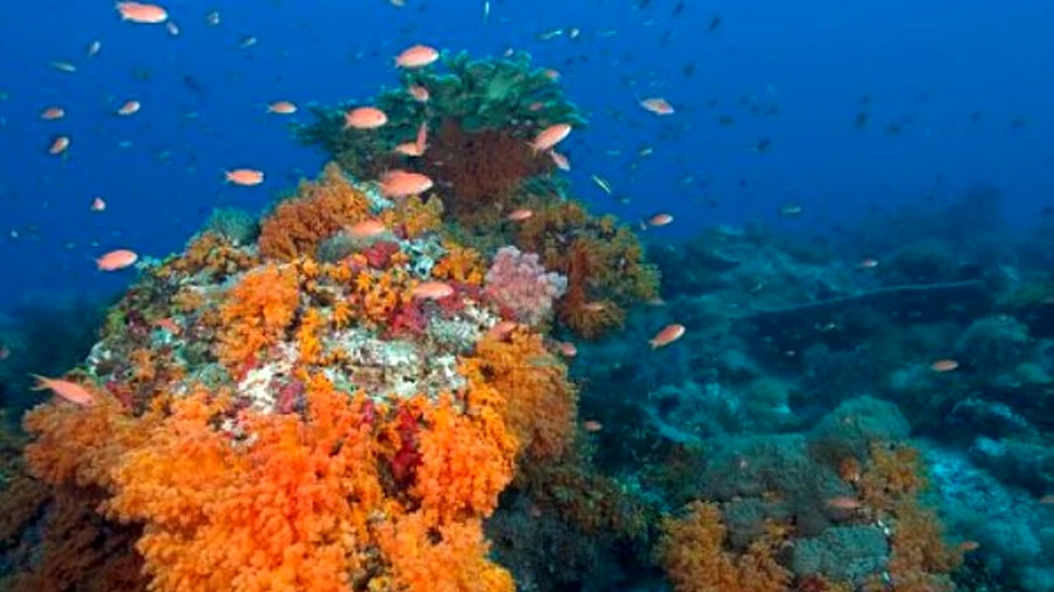 Coralii prezic un nou tsunami devastator