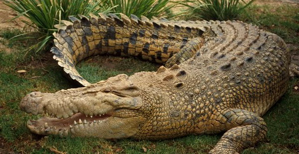 Fosila de crocodil veche de 80 de milioane de ani