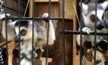 Premieră în România – pui de lemurieni născuţi în captivitate