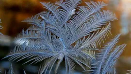 Test de cultură generală. De ce apar flori de gheață pe geamuri iarna?