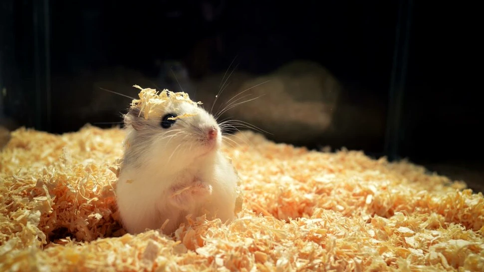 Oamenii de știință au modificat genetic hamsterii pentru a-i transforma în „monștri agresivi“