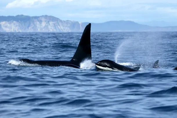 Balene ucigaşe pornite le vânătoare