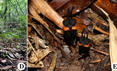 „Floarea diavolului”, o nouă specie descoperită în Thailanda. De ce este specială?