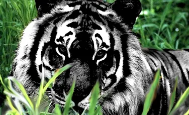 Un tigru alb se transforma in “pantera neagra” (VIDEO)