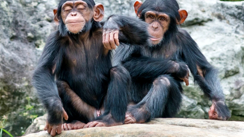 Ce au descoperit cercetătorii despre comportamentul homosexual la primate?