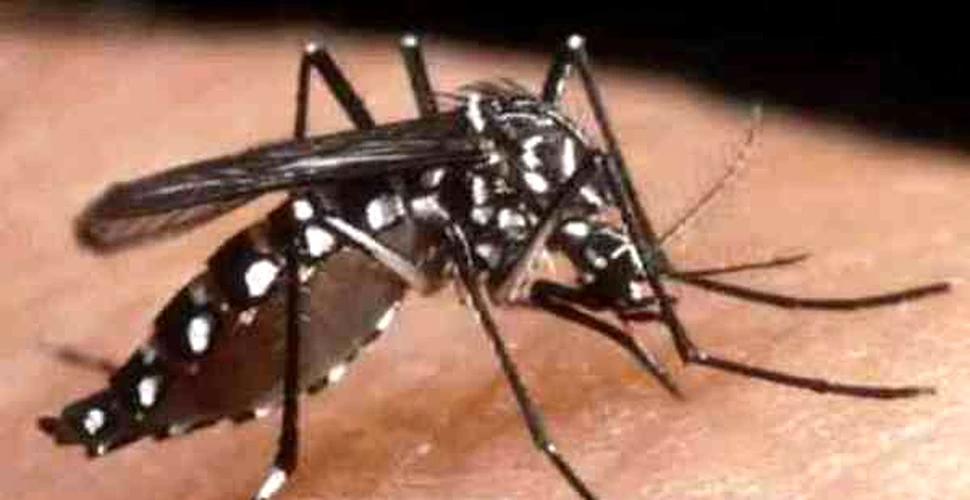 Infectia cu Dengue depinde de conditiile meteo