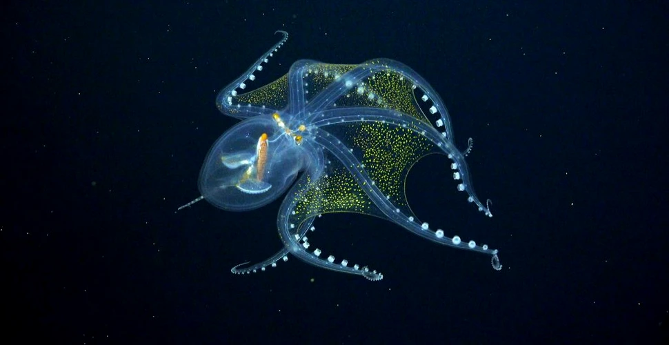 „Caracatița de sticlă”, o creatură foarte rară, întâlnită în adâncurile întunecate ale Oceanului Pacific