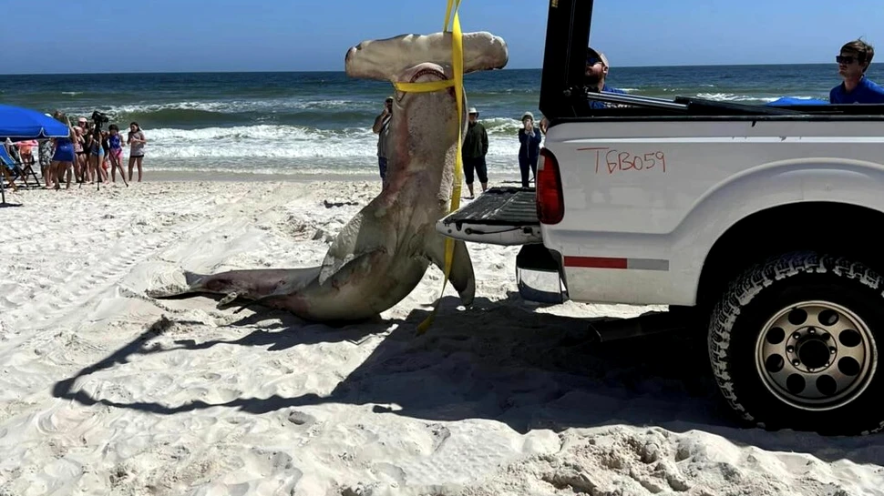 O femelă de rechin-ciocan, găsită moartă pe o plajă din SUA, avea în pântece 40 de pui