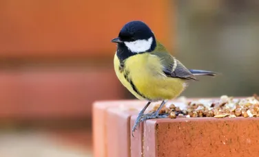 Un obicei simplu și ieftin poate proteja creierul de declinul legat de vârstă