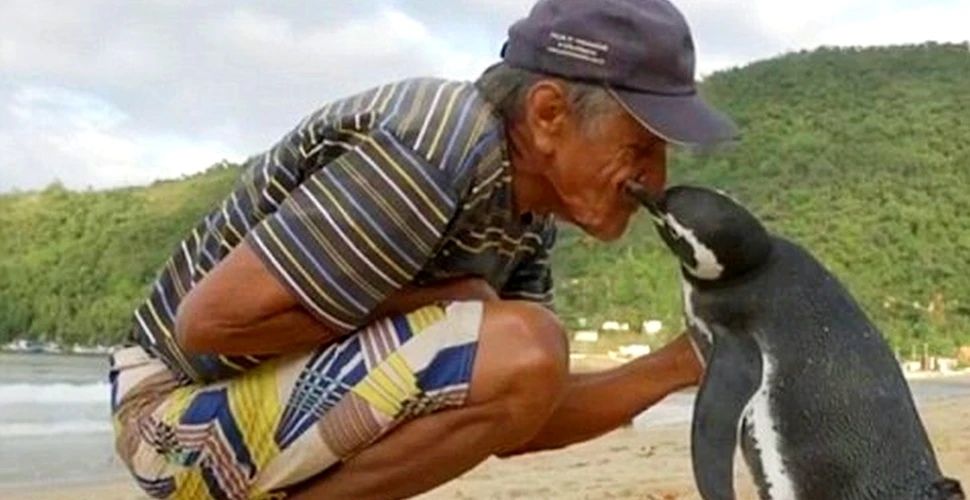 Un pinguin înoată anual câte 8.000 de km pentru a-l vizita pe brazilianul care l-a salvat. ”Iubesc acest pinguin ca pe propriul meu copil şi cred că şi el mă iubeşte”. FOTO+VIDEO