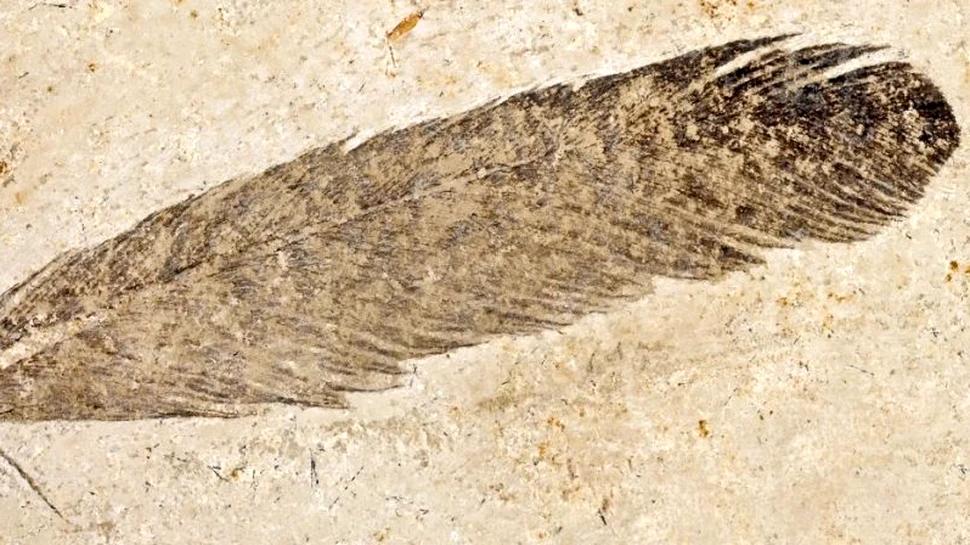 Cercetătorii au rezolvat, în sfârșit, misterul celei mai vechi pene fosilizate descoperite vreodată