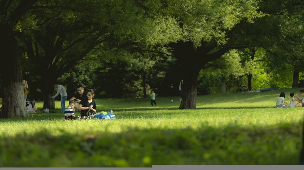 Alarmă de pestă porcină africană în Italia. Picnicurile au fost interzise în nordul Romei