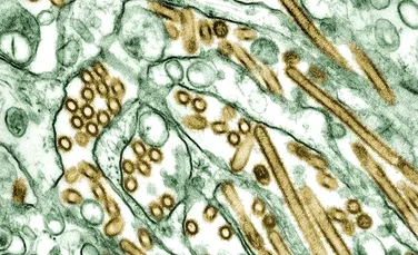 Un nou test poate identifica 40 de tulpini ale virusului gripei aviare